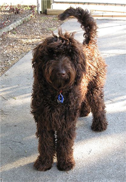 labradoodle_wikimediacommons_searchtempo