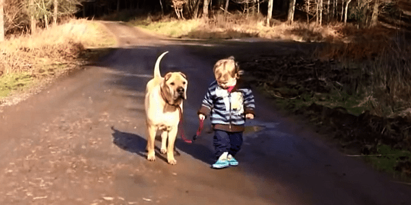 Parhaat kaverukset koira ja lapsi – Katso suloinen video! 