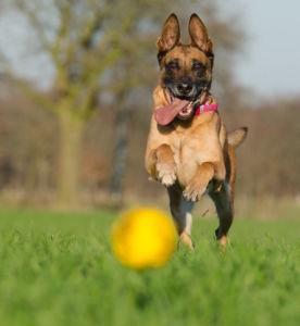 malinois-662717_960_720