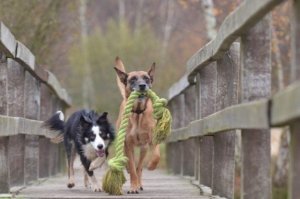 malinois-and-border-collie-788032_960_720