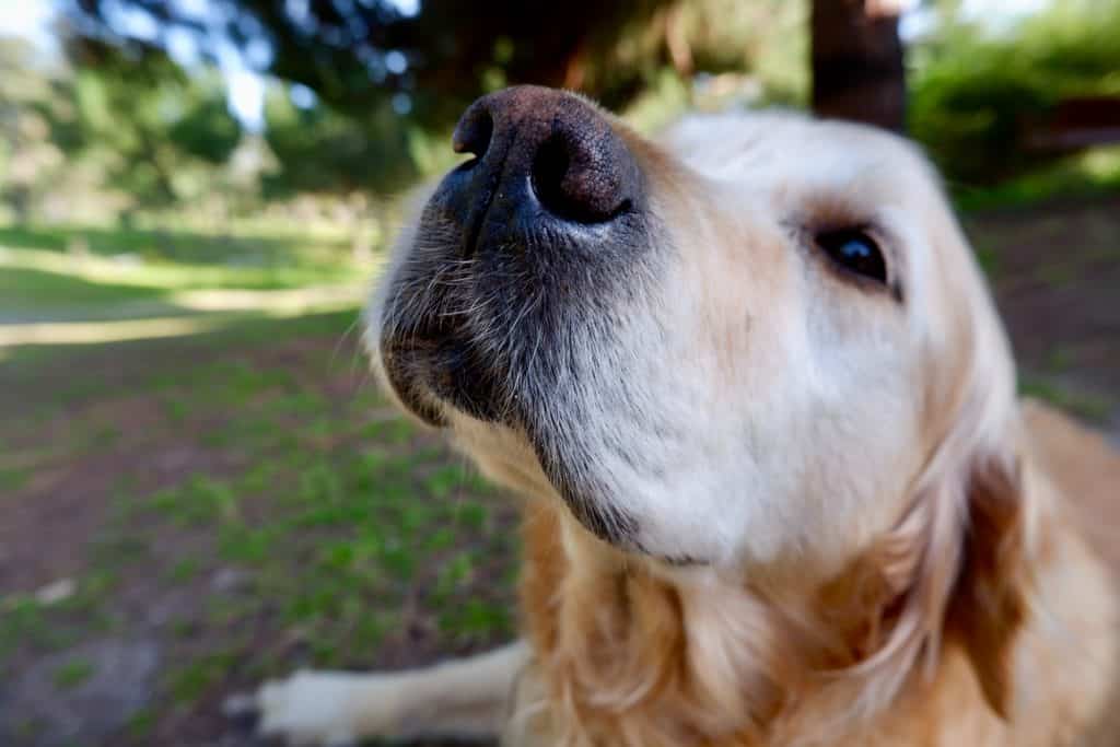 nosework sopii kaikille koirille