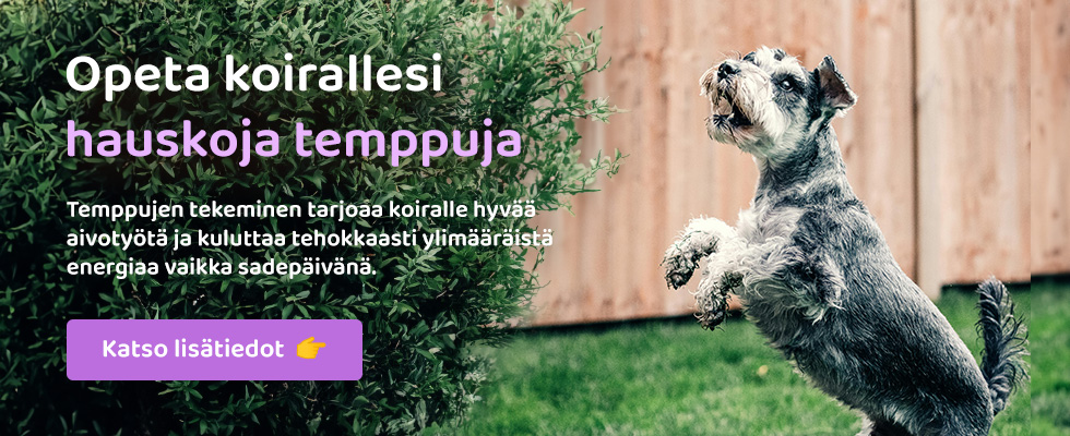 Temppu- ja aktivointikurssi