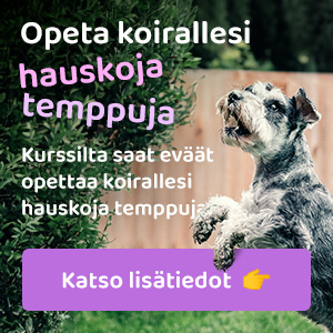 Temppu- ja aktivointikurssi